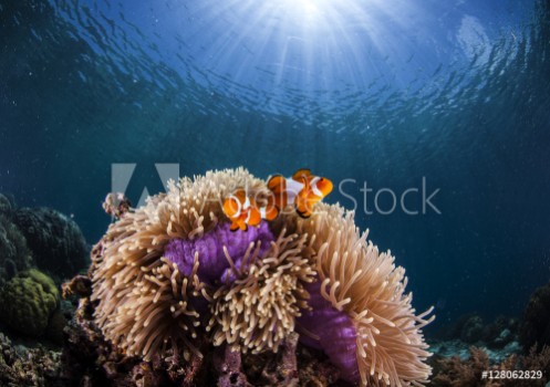Bild på Anemone and clown-fish